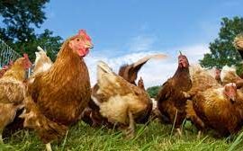 9 bệnh thường gặp ở Gà & cách Phòng tránh Hiệu quả nhất
