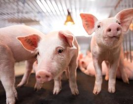 7 bệnh thường gặp ở lợn: Dấu hiệu, cách phòng tránh & hướng điều trị