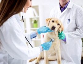BỆNH THƯỜNG GẶP Ở CHÓ CON VÀ CÁCH ĐIỀU TRỊ